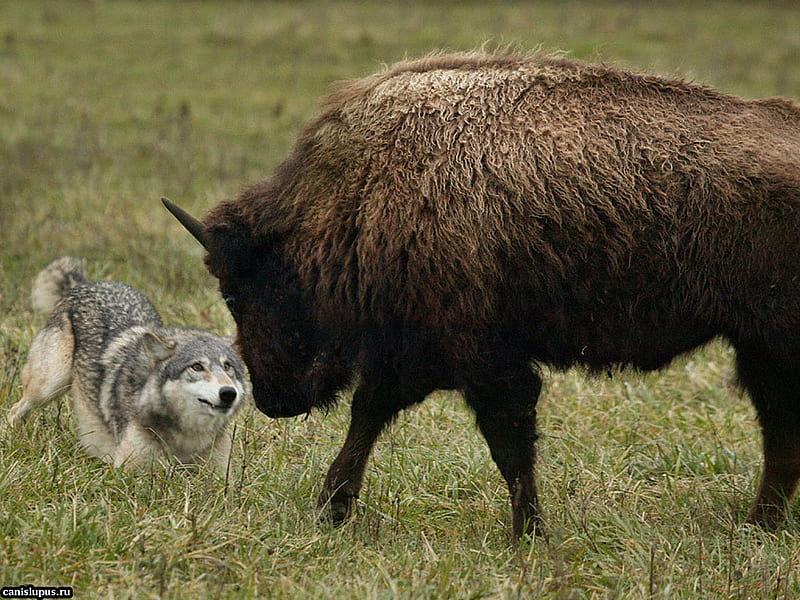 wolf vs bison, timber, gray, feroucious wolf, buffalo, dog, HD wallpaper
