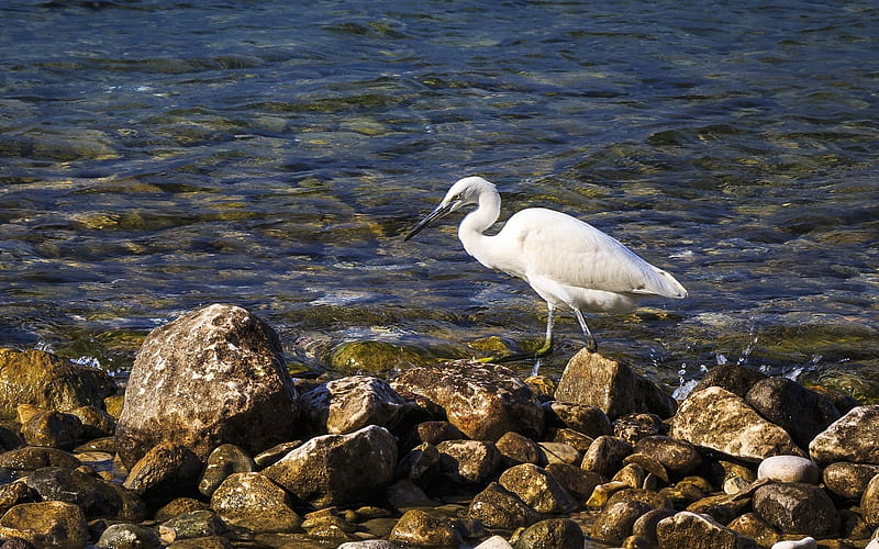 Egret by Lake Garda, Italy, egret, bird, lake, rocks, Garda, Italy, HD wallpaper