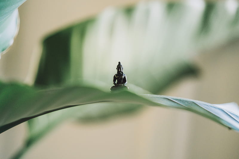 selective focus graphy of black Buddha figurine on green leaf, HD wallpaper