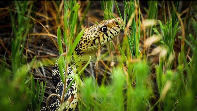 Snake Grass Close-up, HD wallpaper