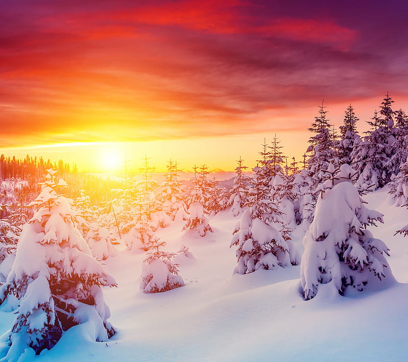 Winter Sunset, fir trees, nature landscape, snow white, sun, sunset, winter, HD wallpaper