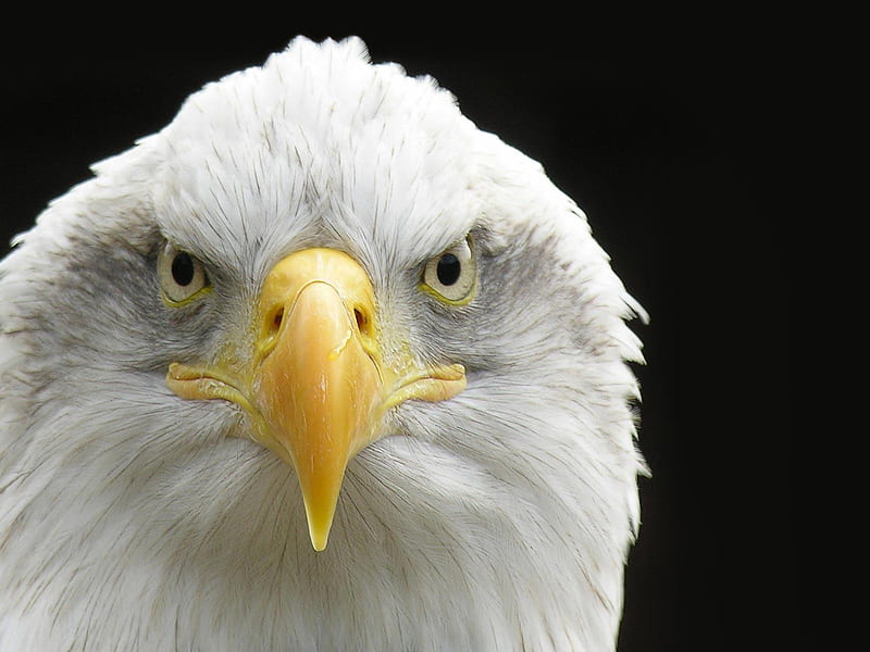 águila calva., águila, pájaro, Fondo de pantalla HD | Peakpx