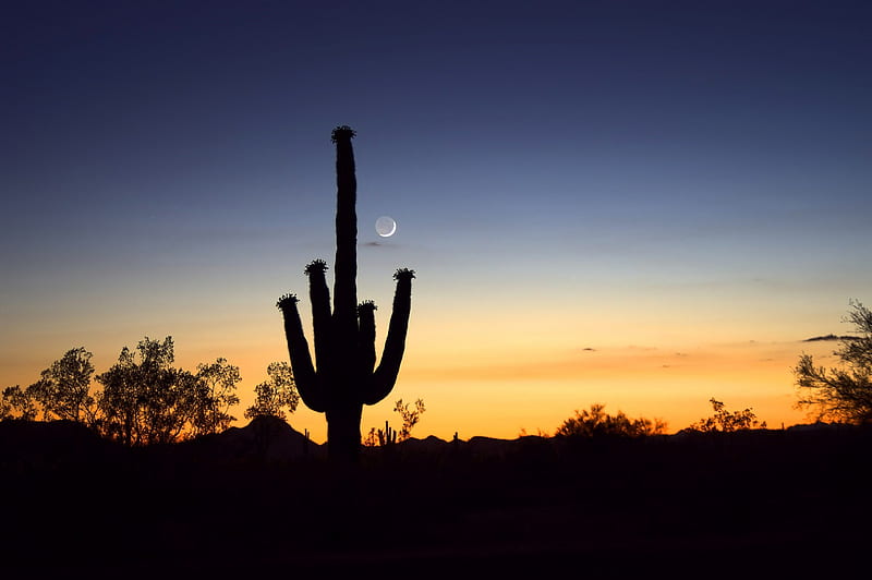 Twilight Cactus, loud, outrage, astonishing, sunset, incredible, outrageous, prodigious, peachy, blowing, God, best, top, untamed, uncommon, super, astounding, quiet, desert, spines, south, tops, nightfall, crescent, spectacular, untame, office, extravagant, impressive, breathtaking, superb, moon, immense, inconceivable, color, grand, regard, blue, cloud, first class, spectacle, marvelous, striking, heat, unreal, admiration, primo, 1st, marvel, saguaro, breathe, Create, orange, dramatic, rad, dusk, greatest, Creator, stupendous, aces, tame, extra, legend, doozie, a-ok, out-of-this-world, astonishment, remarkable, respect, west, sky, cactus, legendary, impress, cool, awesome, great, 10, turn, groovy, arizona, breath, a-1, wonder, unbelievable, astonish, wild, out-of-sight, dream, tamed, top drawer, ten, turn-on, phoenix, terrific, 1st class, wonderment, fantastic, desenho, colors, phenomenal, on, fictitious, physical, fab, mesquite, Creation, first, feral, earth, mind blowing, natural, mind, admire, HD wallpaper