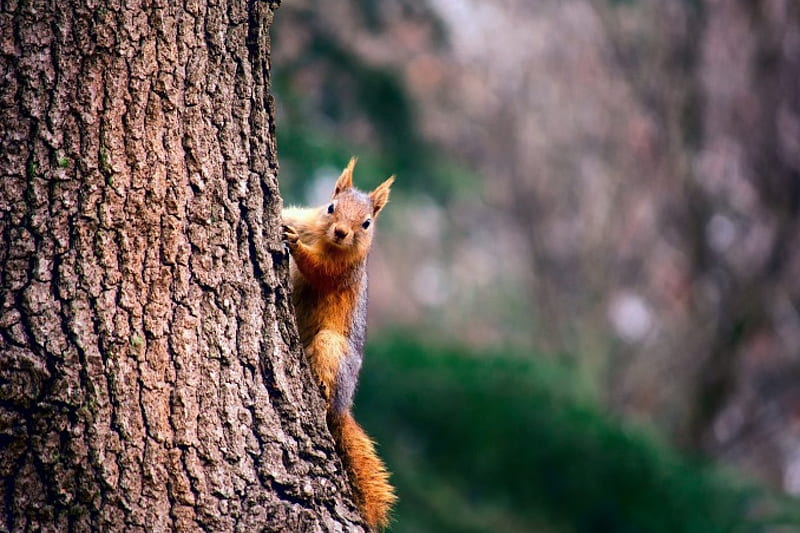* Squirrel *, tree, squirrel, animals, animal, HD wallpaper