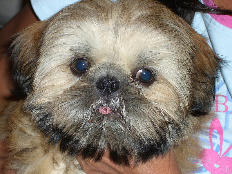 Shih Tzu Puppy, cute, 3 month puppy, shih tzu, shihtzu puppy, puppy, dog, HD wallpaper