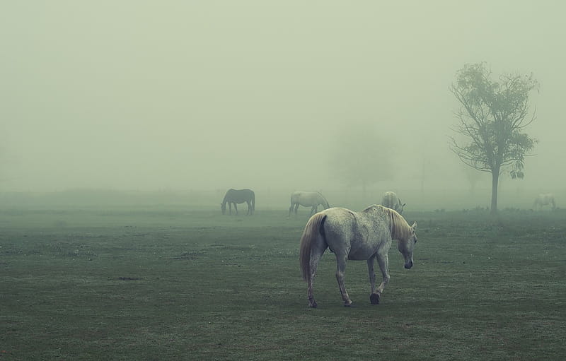 field, horses, foggy for , section животные -, HD wallpaper
