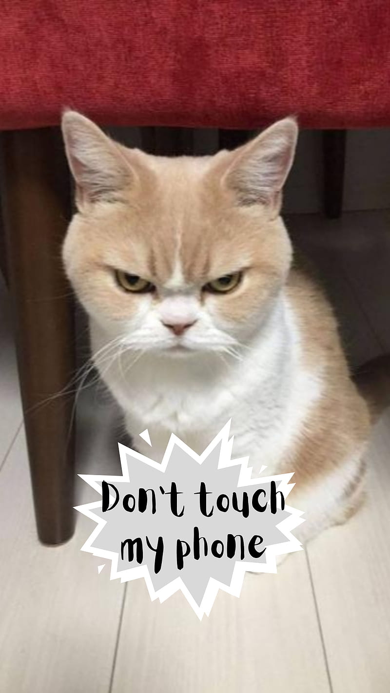 Dont touch my phone, cat, cats, dont touch, cat, cats, iphone, kitten, no tocar, samsung, HD phone wallpaper