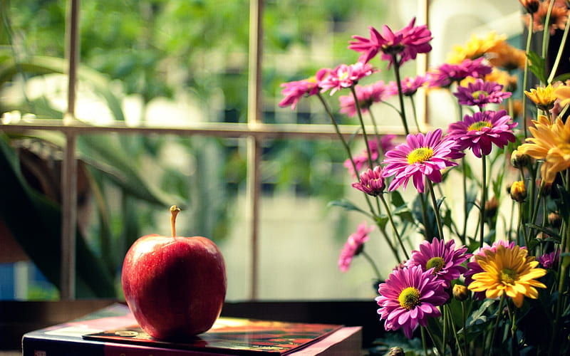 For good and positive mood, apple window, view, book, yellow, mood, daisies flowers, positive, pink, HD wallpaper