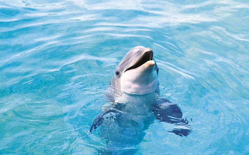 dolphin, sea, waves, blue water, HD wallpaper