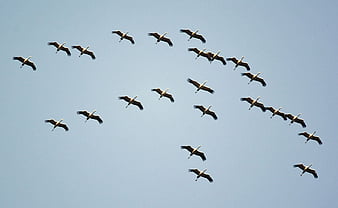 what is cranes in the sky about what is cranes in the sky about