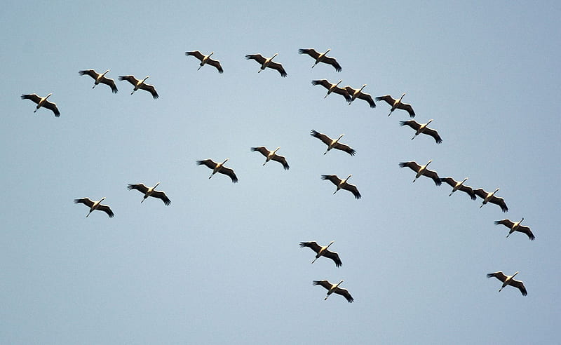 Storks in the Sky, birds, fly, cranes, sky, HD wallpaper
