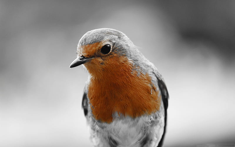 robin redbreast-Animal, HD wallpaper