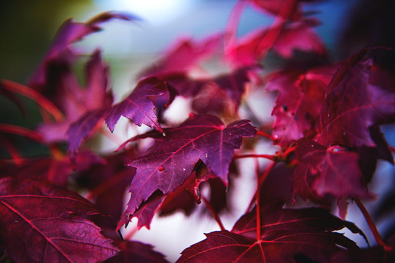 maple, leaves, branch, red, macro, HD wallpaper