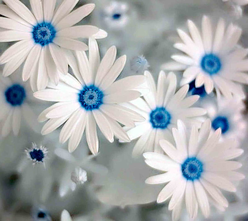 beautiful flowers, HD wallpaper