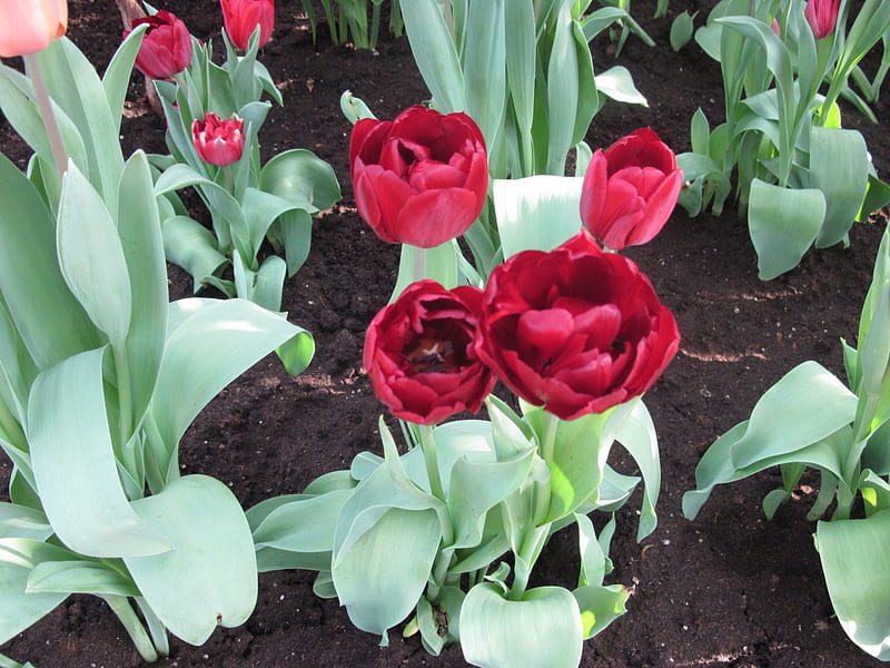 seasonal celebrations with flowers 28, Tulips, graphy, Red, green, brown, garden, Flowers, soil, HD wallpaper