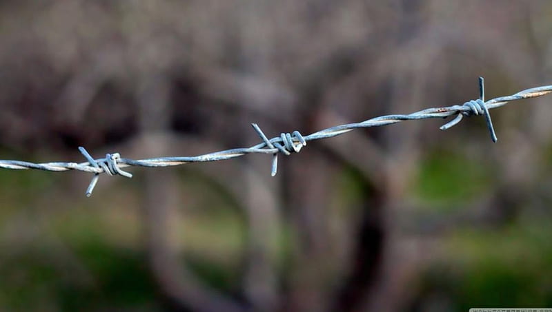 Barbed wire, fence, graphy, macro, wire, abstract, HD wallpaper