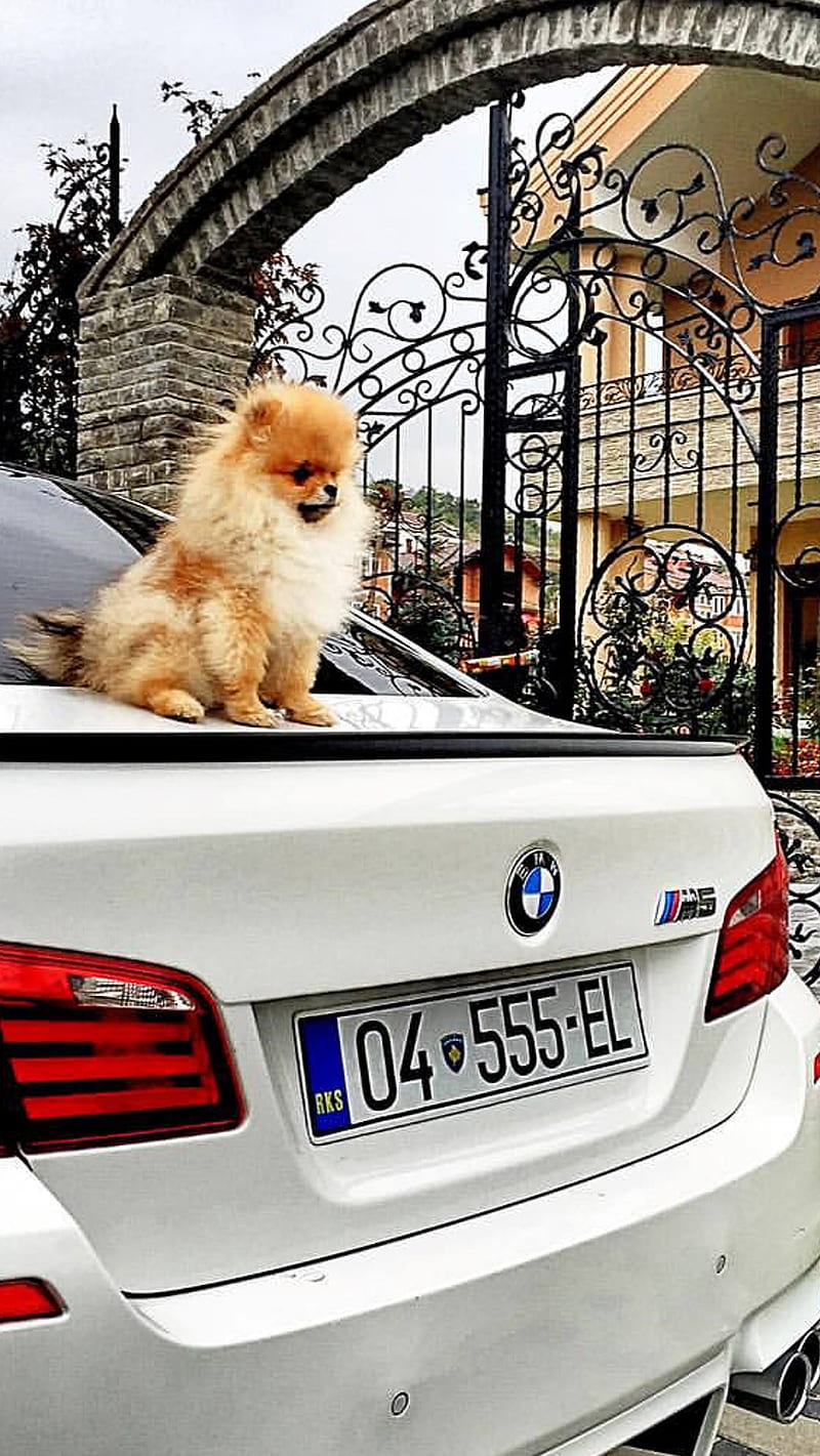 Bubby, bmw, boo, jiff, kosovo, m5, pomerian, prizren, puppy, white, HD phone wallpaper