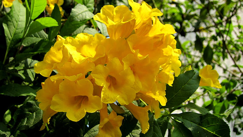 Lovely flowers, bright, yellow, flower wrinkling, wind bell shape, HD wallpaper