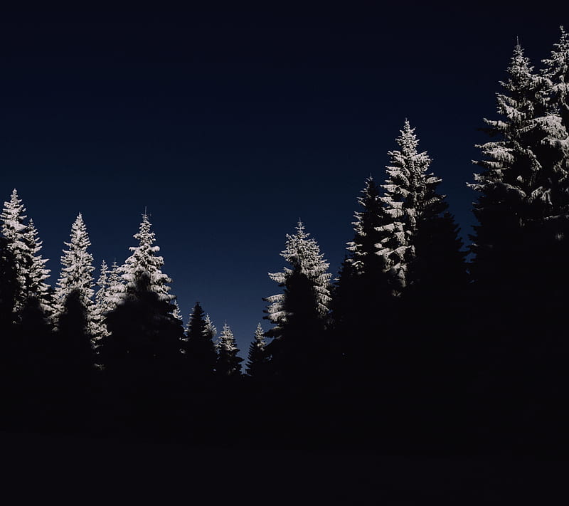Forest, dark, night, tree, HD wallpaper | Peakpx