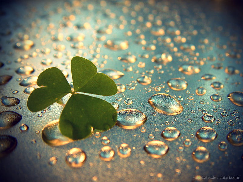 Clover, water, green, raindrops, charm, lucky, HD wallpaper