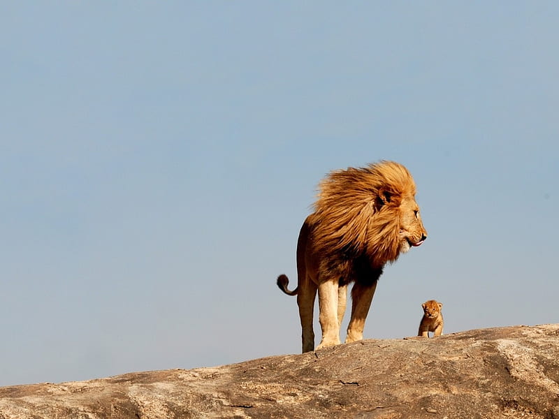 Showing the way of life * Happy father's day in DN!!, cub, wildlife, father, lion, HD wallpaper