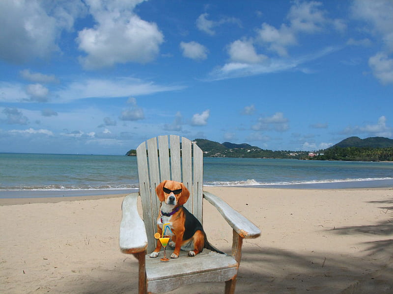 my dog, beach, chair, beagle funny dogs, dog, HD wallpaper