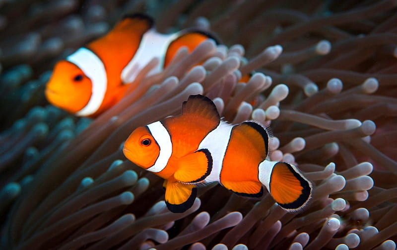 Wallpaper Clownfish, diving, Red sea, coral, World's best diving sites,  deep sea creatures, Animals #4085