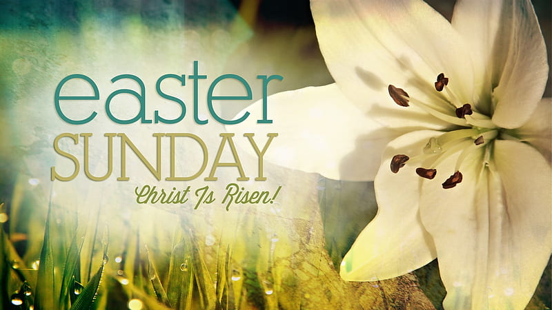 Easter ~ Christ Is Risen, grass, rain drops, Sunday, drops, Easter, water, water drops, lily, Easter Sunday, HD wallpaper