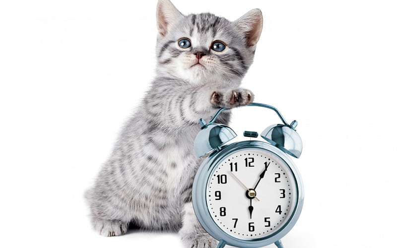 Wake up!, cute, clock, white, cat, kitten, animal, blue, HD wallpaper