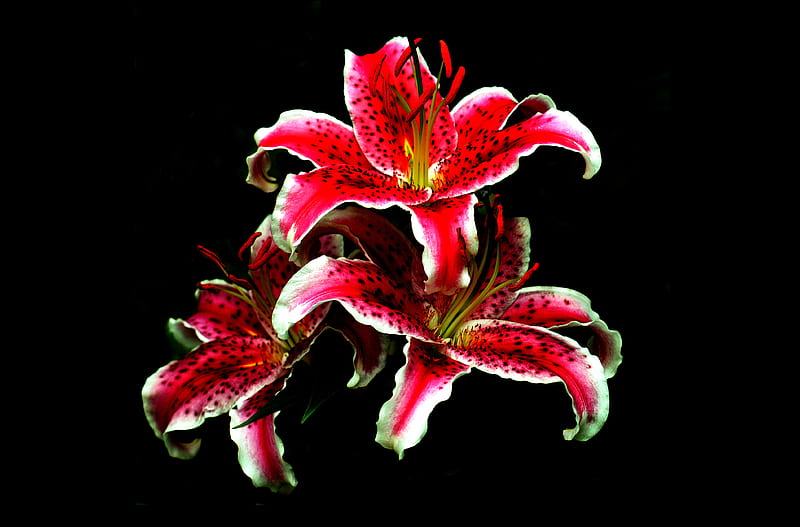 Lilies, Lily, White, Flowers, Red, HD wallpaper