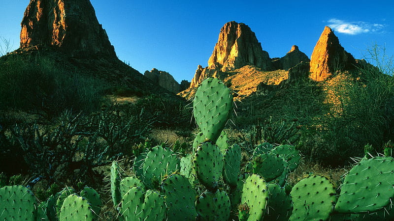Cactus, mountain, desert, green, nature, blue, HD wallpaper