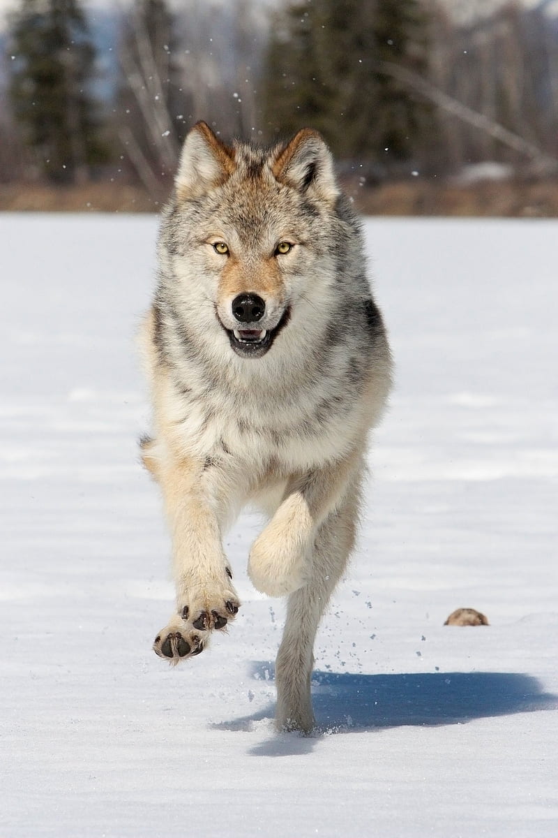 Grey Wolf, canadian, canine, female, gray, wild canada, HD phone wallpaper