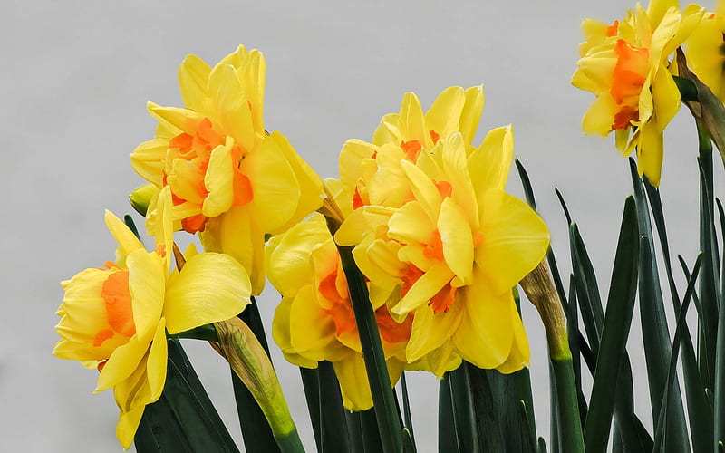 daffodils, yellow flowers, spring, spring flowers, plants, HD wallpaper