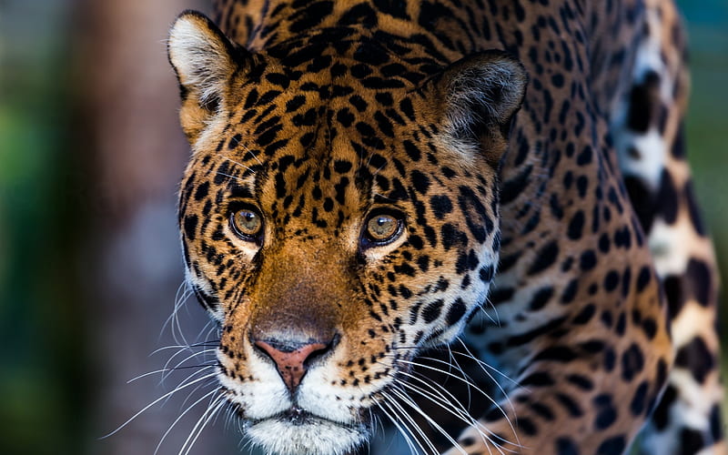 leopard, muzzle, wild cat, predator, green eyes, wildlife, dangerous animals, HD wallpaper