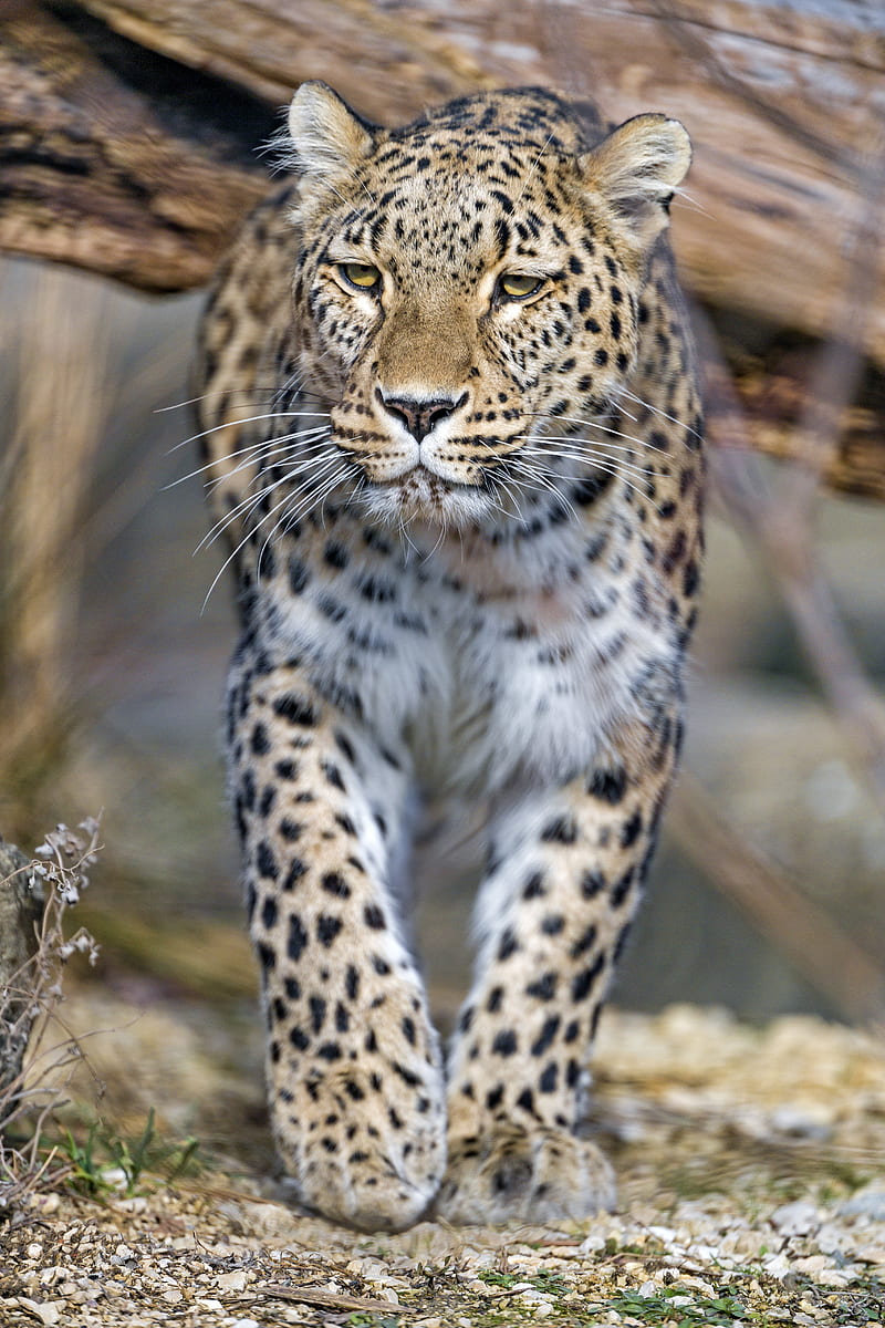 leopard, predator, animal, big cat, HD phone wallpaper