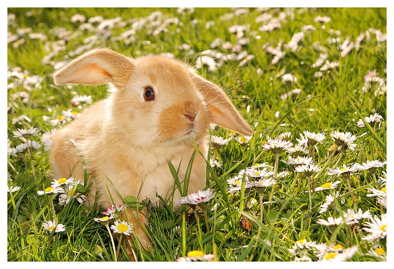 bunny, flowers, nature, easter, meadow, HD wallpaper