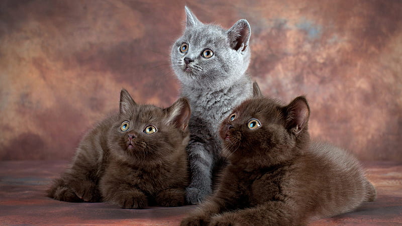 Dark Ash Black Persian Cats In Dusty Blur Background Cat, HD wallpaper
