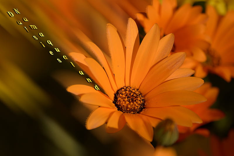 Daisy blur, spring, colourful, orange, daisy, HD wallpaper