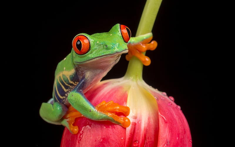 Frog, red, lalea, broasca, green, flower, tulip, HD wallpaper | Peakpx