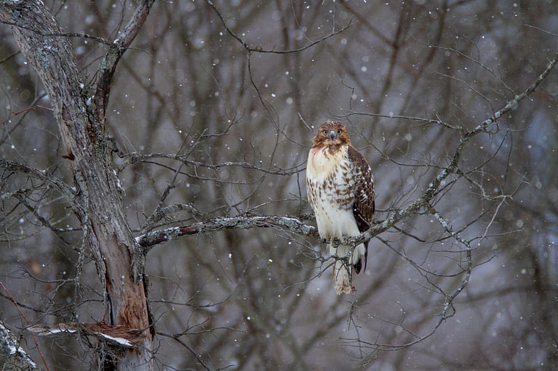 hawk, bird, branch, snow, HD wallpaper