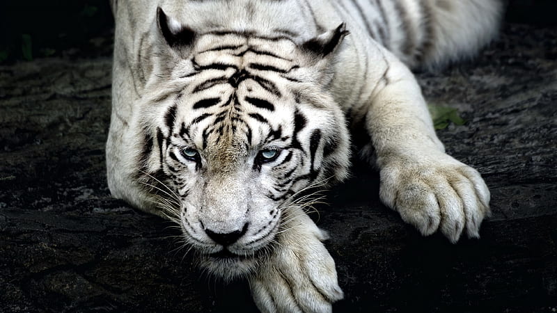 Tiger Albino, tiger, animals, predator, king, HD wallpaper
