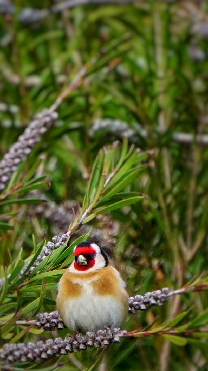 Goldfinch, Birds, bird, goldlfinch, HD phone wallpaper