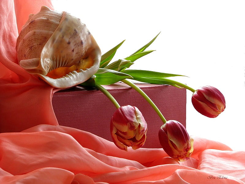 Harmony, conch shell, box, coral, bonito, silk, still life, shell, flowers, petals, tulips, HD wallpaper