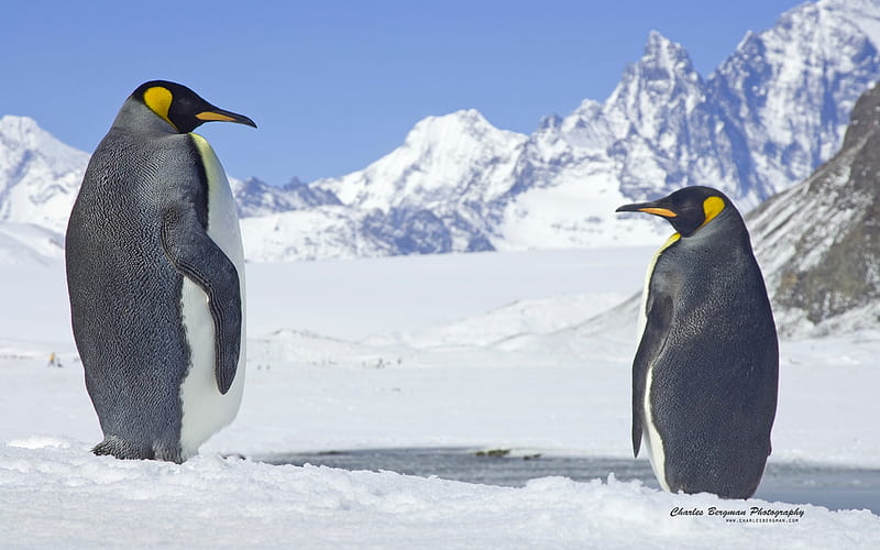 penguin king pair fortuna bay, nature, Penguin, snow, animal, HD wallpaper