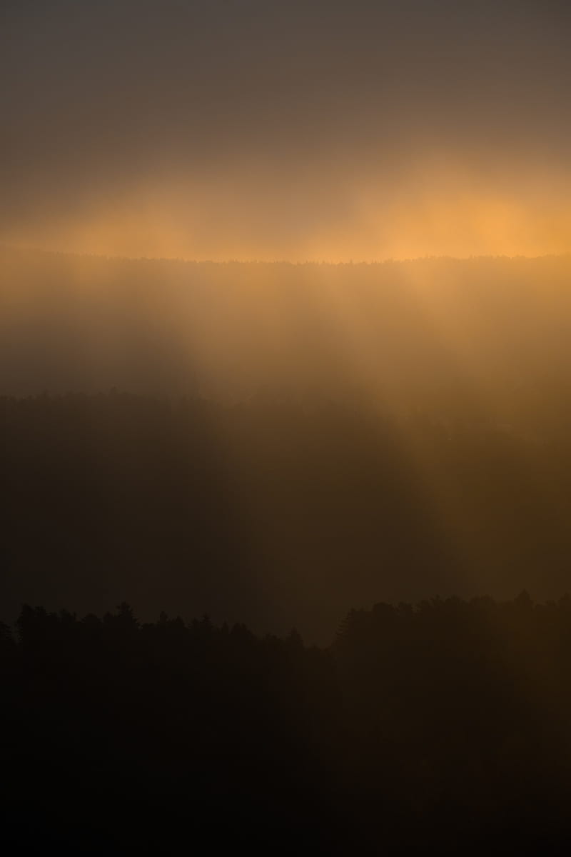 forest, fog, gloom, sunlight, dark, HD phone wallpaper