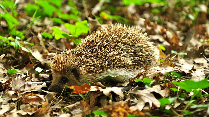 hedgehog in the wood-2012 animal Featured, HD wallpaper