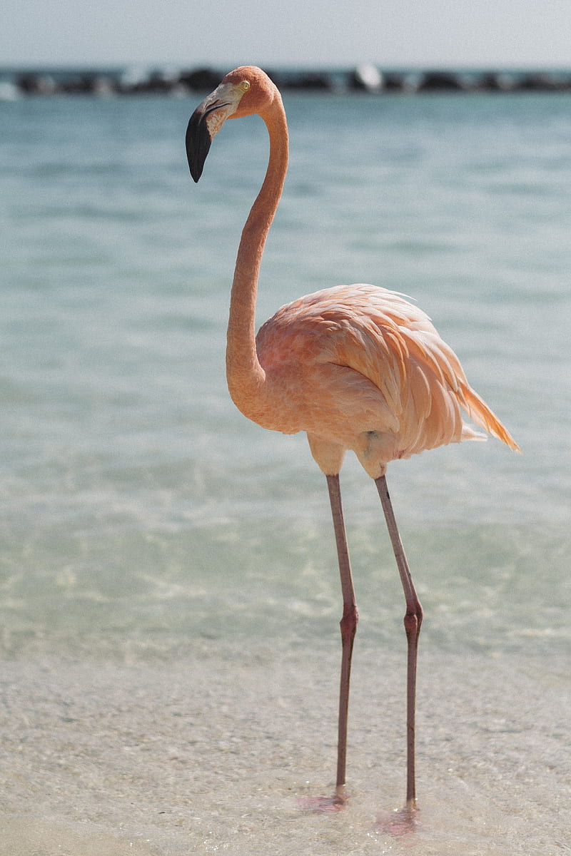 pink flamingo beside body of water, HD phone wallpaper