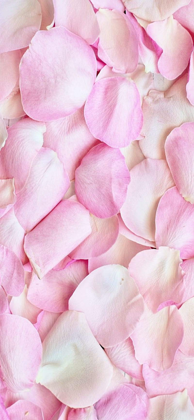 Pétalos de rosa rosa, linda, flor, flores, femenino, pastel, pétalos,  rosado, Fondo de pantalla de teléfono HD | Peakpx