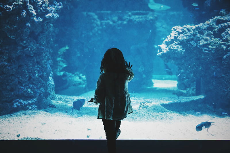 child, aquarium, back, dark, touch, HD wallpaper