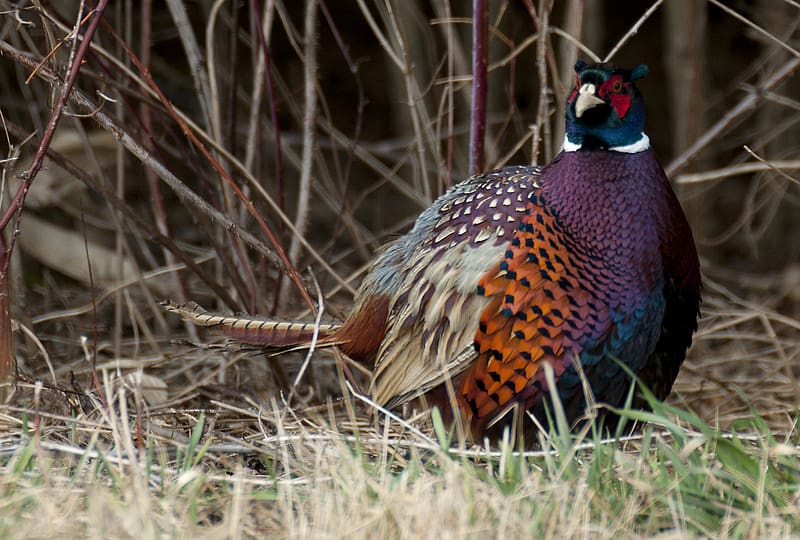 Birds, Animal, Pheasant, HD Wallpaper | Peakpx